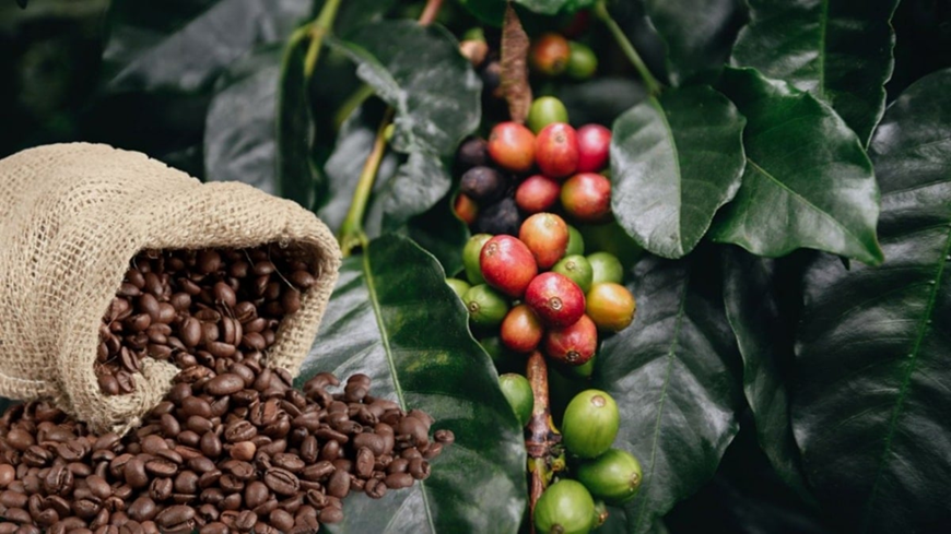 Bản tin nông sản hôm nay (14-1): Giá cà phê, hồ tiêu quay đầu giảm, giá lúa tăng